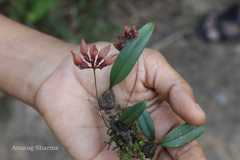 Bulbophyllum fischeri